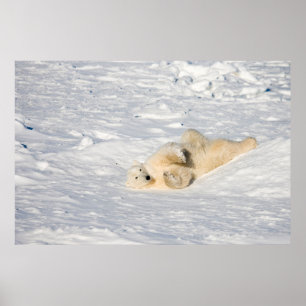 Pôster Urso Polar perto da Baía de Hudson
