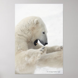 Poster Urso polar que contrata em uma luta com um outro