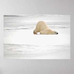 Poster Urso polar que risca-se na tundra congelada