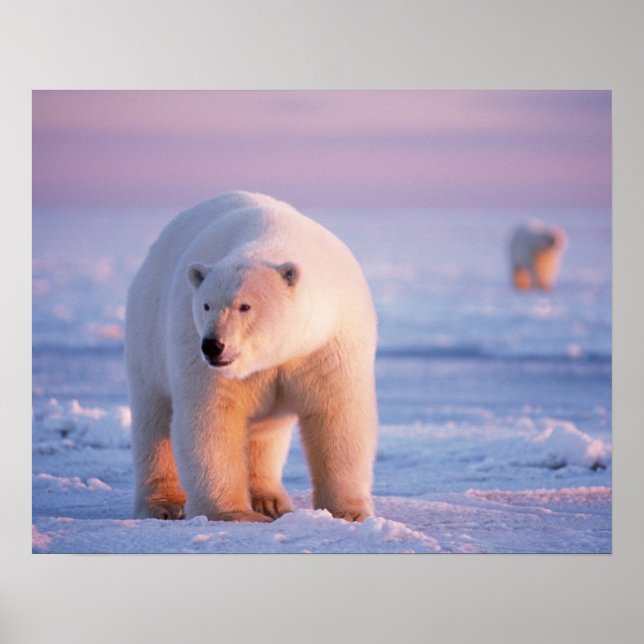 Poster urso polar, Ursus maritimus (Frente)
