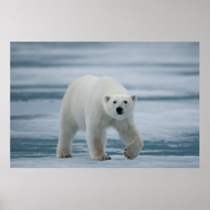 Poster Urso Polar, Ursus Maritimus, Adulto