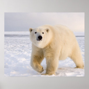 Poster urso polar, Ursus maritimus, no gelo e neve, 2