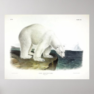 Poster Urso Polar (Ursus Maritimus) por Audubon