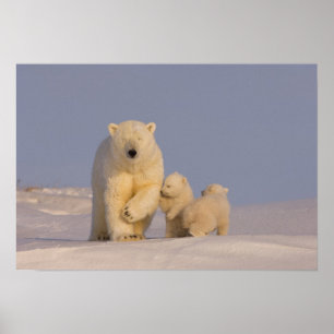 Pôster urso polar, Ursus maritimus, porca com filhotes re