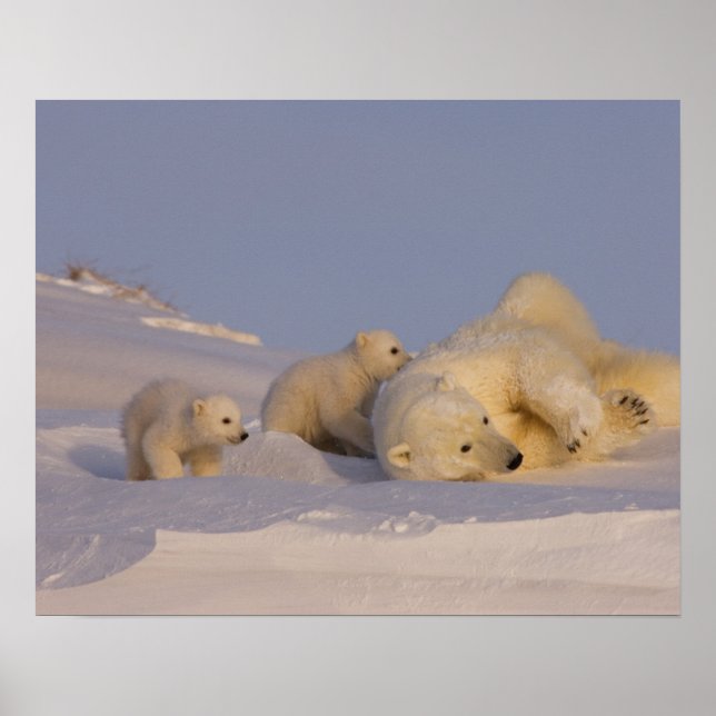 Poster urso polar, Ursus maritimus, porcas brincando com (Frente)
