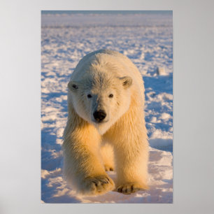 Pôster urso polar, Ursus maritimus, urso polar no gelo