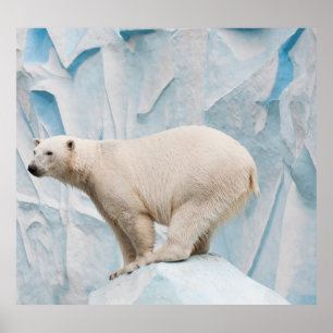 Poster Urso Polar: Vislumbre Zoo Habitat