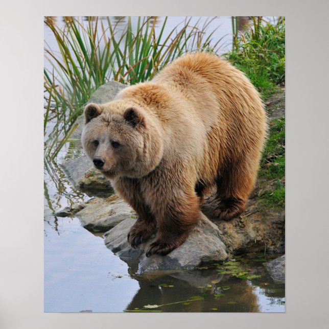 Poster Urso por um lago (Frente)