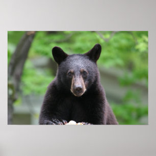 Pôster urso preto