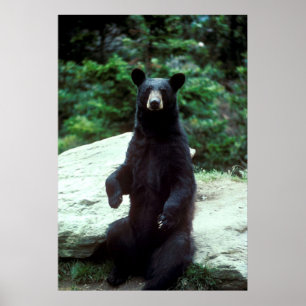 Pôster Urso preto