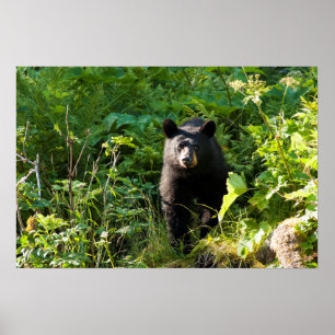 Poster Urso Preto Curioso