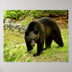 Pôster Urso preto de Pensilvânia