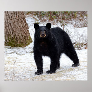 Pôster Urso preto de Pensilvânia no inverno
