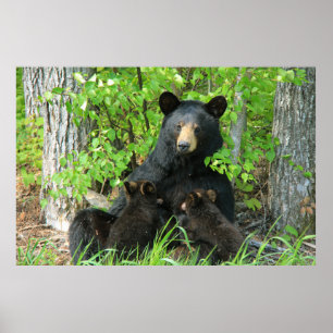 Poster Urso Preto e Cubos Gêmeos