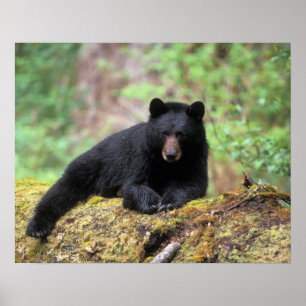 Pôster Urso preto em um tronco de crescimento antigo na