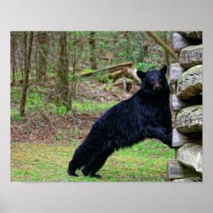 Pôster Urso preto grande no enfumaçado