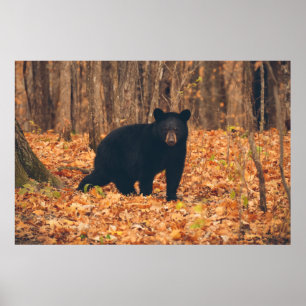 Poster Urso preto nas madeiras do outono