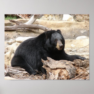 Pôster "Urso preto" por Carter L. Shepard "