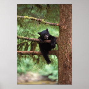 Pôster urso preto, Ursus americanus, filhote em uma árvor