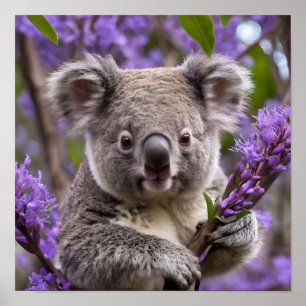 Poster Urso Purple Jacaranda Koala