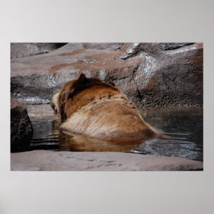 Poster Ursos Castanhos