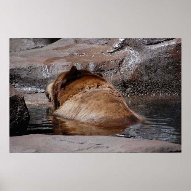 Poster Ursos Castanhos (Frente)