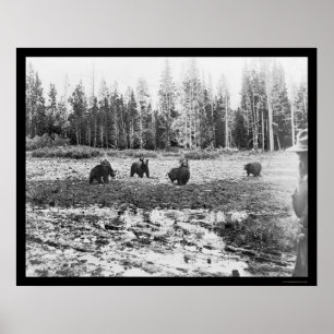 Poster Ursos no parque nacional 1922 de Yellowstone