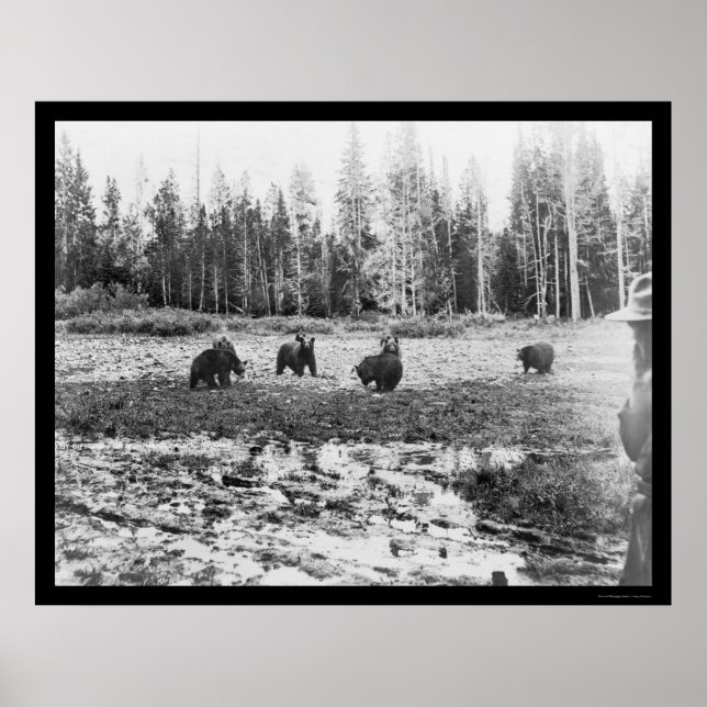 Poster Ursos no Parque Nacional Yellowstone 1922 (Frente)