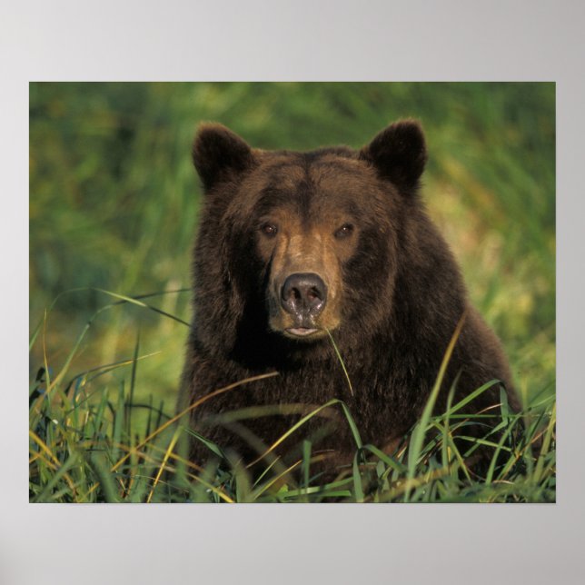 Poster Ursus arctos, urso-pardo, Ursus 9 (Frente)