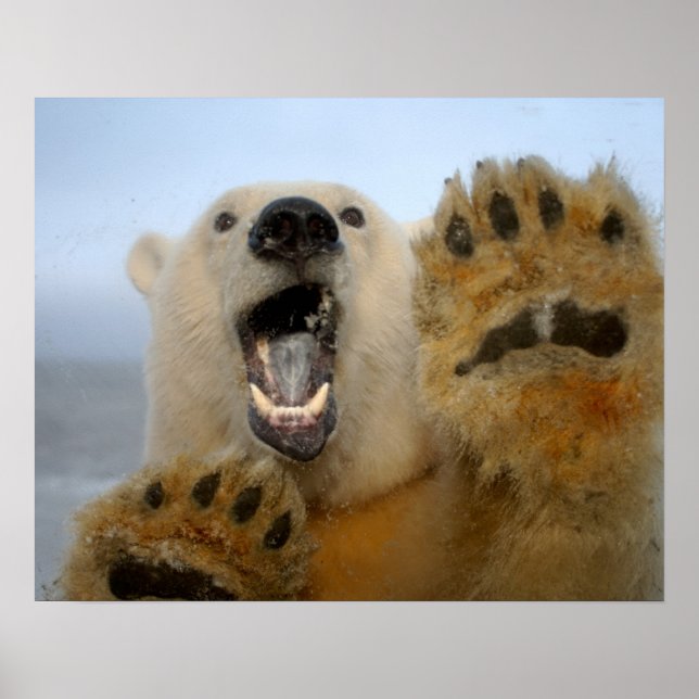 Pôster Ursus maritimus, urso polar, curiosamente olha em  (Frente)