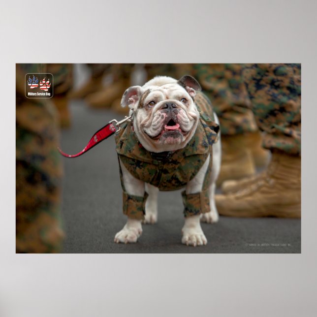 POSTER US MILITARY SERVICE DOG (Frente)