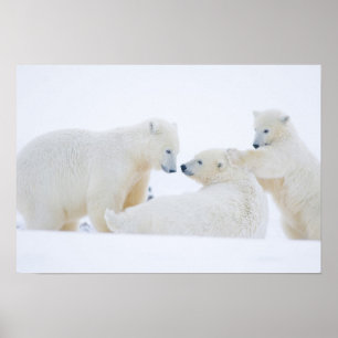 Poster USA, Alaska, 1002 Coastal Plain of the Arctic