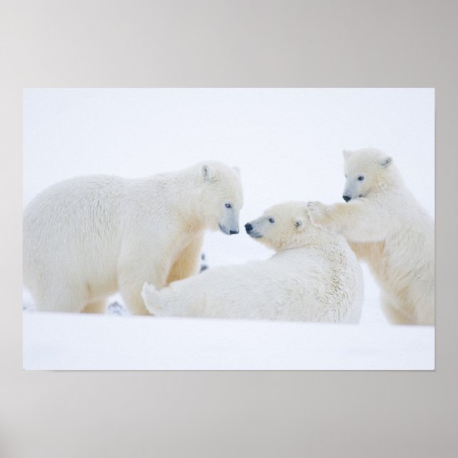 Poster USA, Alaska, 1002 Coastal Plain of the Arctic (Frente)