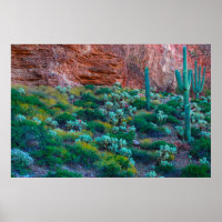 USA, Arizona. Desert Flora