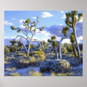 Pôster USA, California, Joshua Tree National Park.