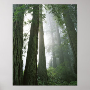 Pôster USA, California, Redwood National Park,