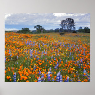 Pôster USA, California, Santa Margarita, Avenales
