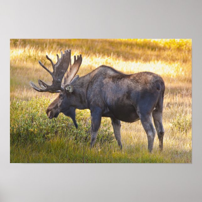 Poster USA, Colorado, Cameron Pass. Bull moose (Frente)