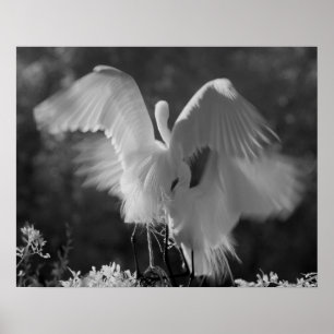 Pôster USA, Florida, Great Egret (Ardea alba) infrared 3