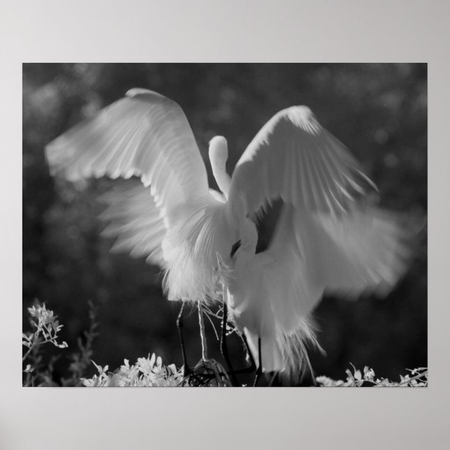 Pôster USA, Florida, Great Egret (Ardea alba) infrared 3 (Frente)
