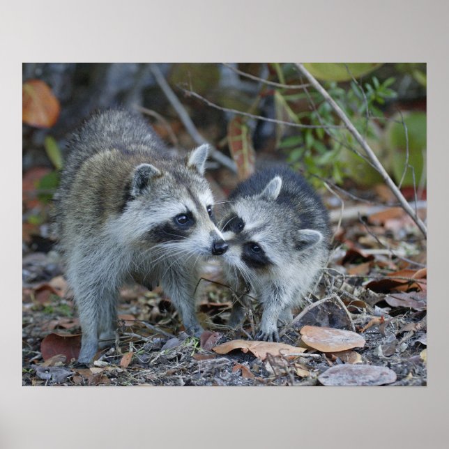 Pôster USA, Florida, Sanibel, Ding Darling National (Frente)