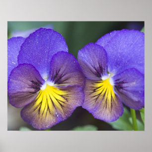 Pôster USA, Georgia, Pine Mountain. A closeup of pansy