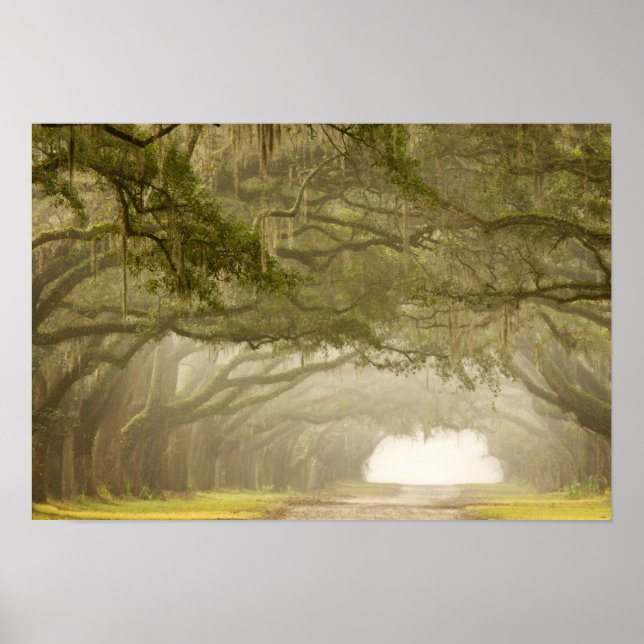 Poster USA, Georgia, Savannah, An oak lined drive in (Frente)