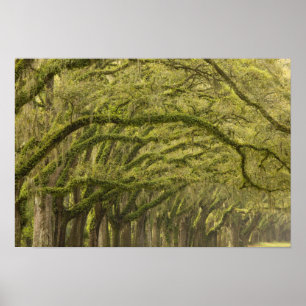 Poster USA; Georgia; Savannah. Oak trees with