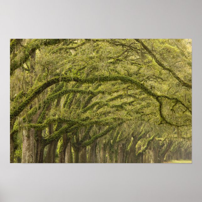Poster USA; Georgia; Savannah. Oak trees with (Frente)