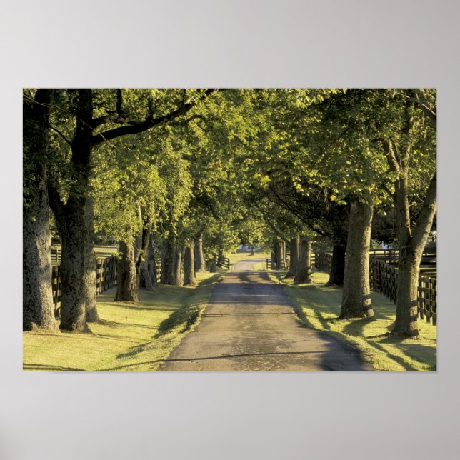 Poster USA, Kentucky, Lexington. Tree-lined driveway, (Frente)