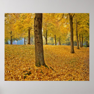 Pôster USA, Oregon, Portland. American Linden Trees