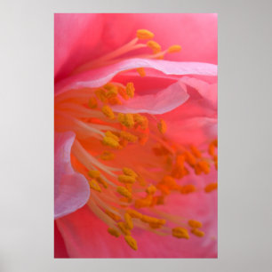 Pôster USA, Pennsylvania. Camellia blossom close-up