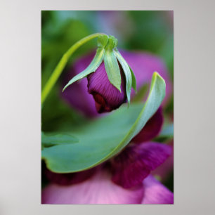 Pôster USA, Pennsylvania. Flower bud opening in spring