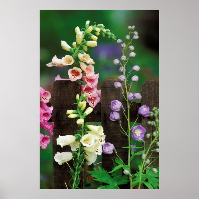 Pôster USA, Pennsylvania. Foxglove and delphinium (Frente)